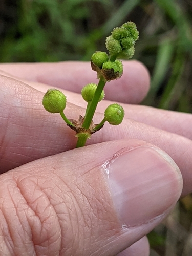 Image of Sagittaria papillosa by (c) Alison Northup, some rights reserved (CC BY)