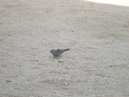 Emberiza capensis