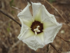 Ipomoea arborescens