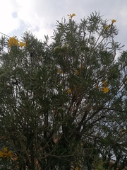 Cascabela thevetioides