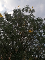 Cascabela thevetioides