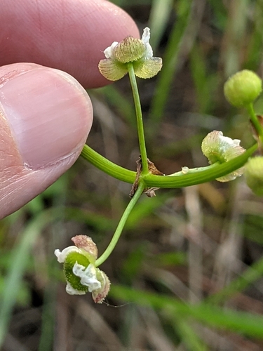 Image of Sagittaria papillosa by (c) Alison Northup, some rights reserved (CC BY)
