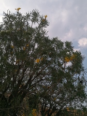 Cascabela thevetioides