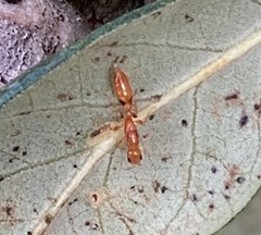 Pseudomyrmex simplex