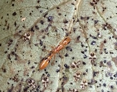 Pseudomyrmex simplex