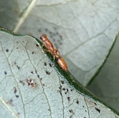 Pseudomyrmex simplex
