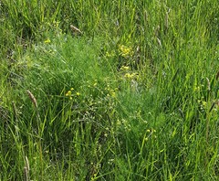 Lomatium bradshawii