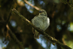 Camarhynchus parvulus