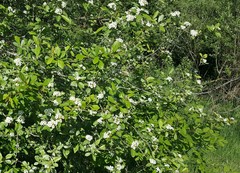 Crataegus gaylussacia