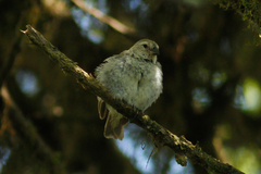 Camarhynchus parvulus
