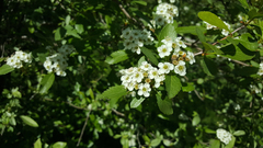 Crataegus gaylussacia