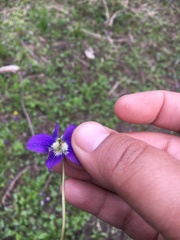 Viola