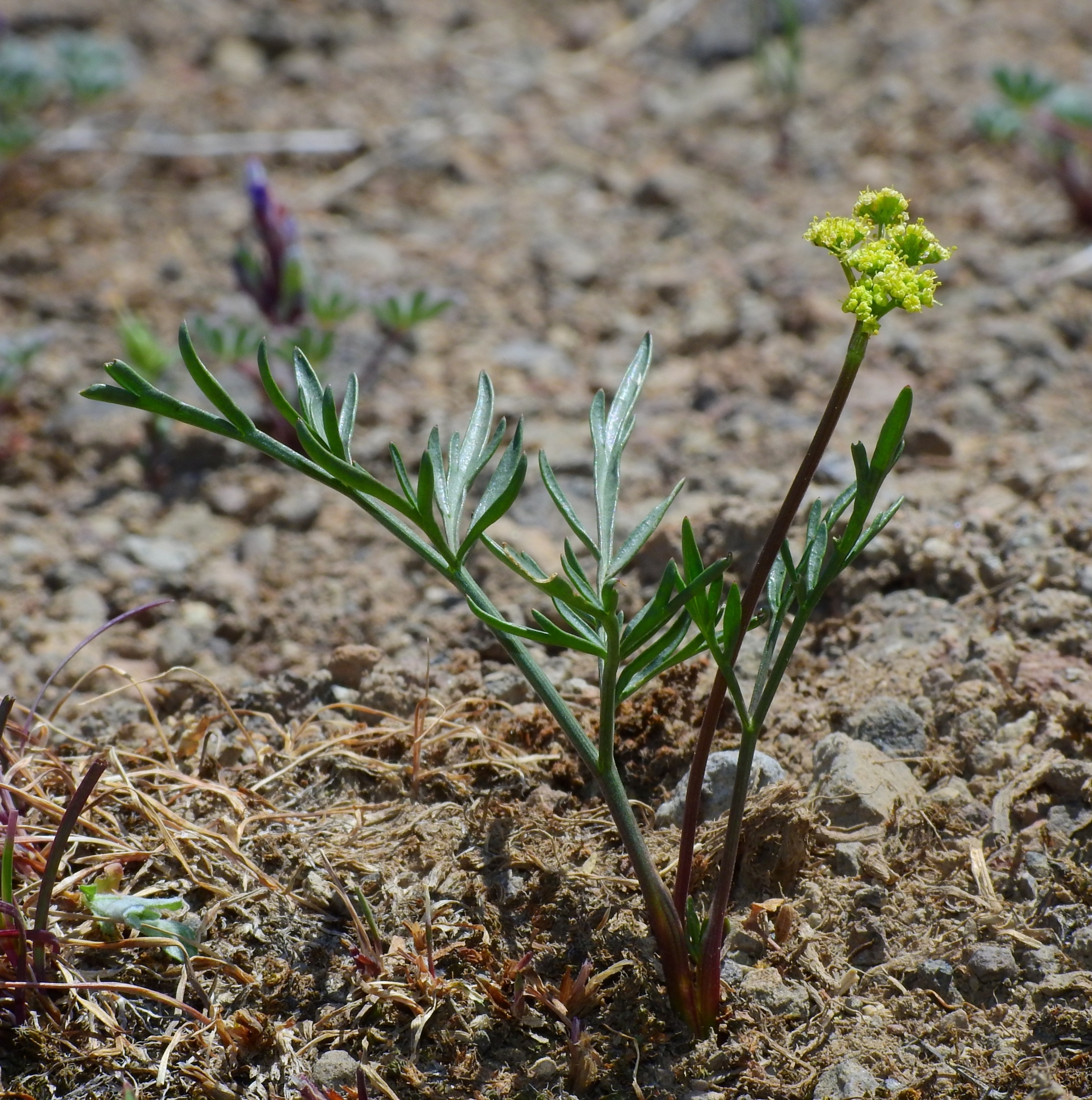 Lomatium stebbinsii