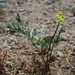 Stebbins' Lomatium - Photo (c) David Greenberger, some rights reserved (CC BY-NC-ND), uploaded by David Greenberger