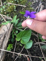 Viola