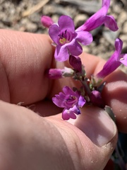 Penstemon confusus