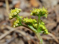 Lomatium stebbinsii