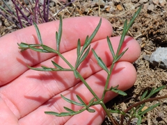 Lomatium stebbinsii