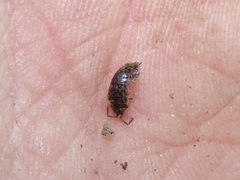 Chaetophiloscia sicula