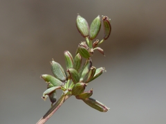 Lomatium stebbinsii