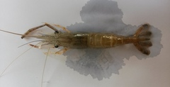 Macrobrachium nipponense