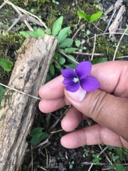 Viola