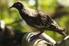 Zenaida galapagoensis