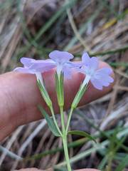 Phlox speciosa