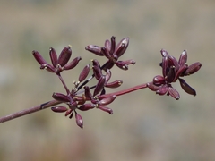Lomatium stebbinsii