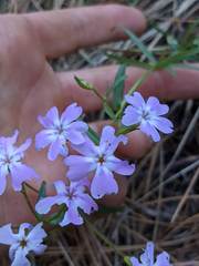 Phlox speciosa