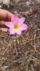 Zephyranthes carinata