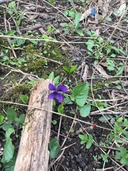 Viola