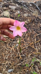 Zephyranthes carinata