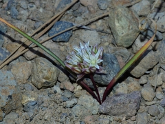 Allium tribracteatum