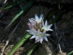 Allium tribracteatum