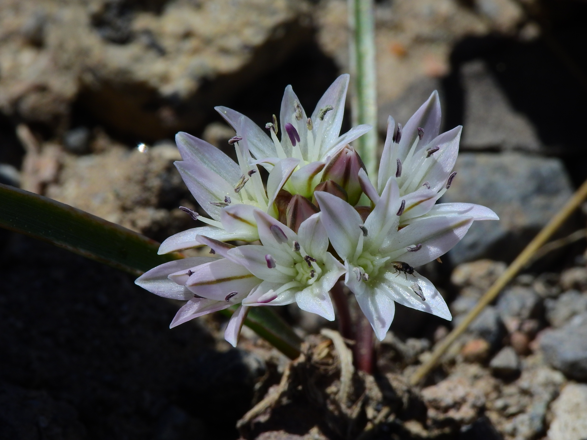 Allium tribracteatum