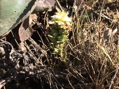 Triphysaria floribunda