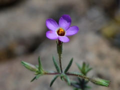 Leptosiphon bolanderi