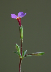 Leptosiphon bolanderi