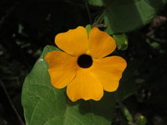 Thunbergia alata