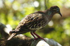 Zenaida galapagoensis