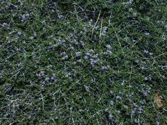 Ceanothus fresnensis