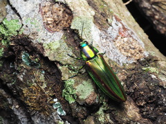 Chrysochroa fulgidissima