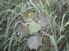 Urena lobata image