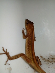 Anolis