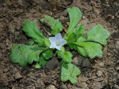 Nemophila spatulata