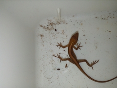 Anolis