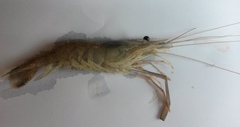 Macrobrachium nipponense