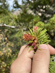 Pseudotsuga menziesii glauca