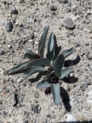 Penstemon immanifestus